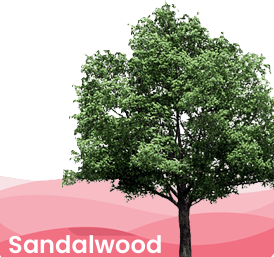 Sandalwood
